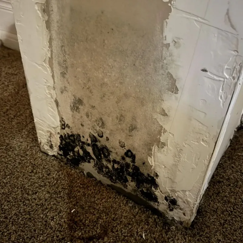 Professional Mold Removal in Decherd, TN